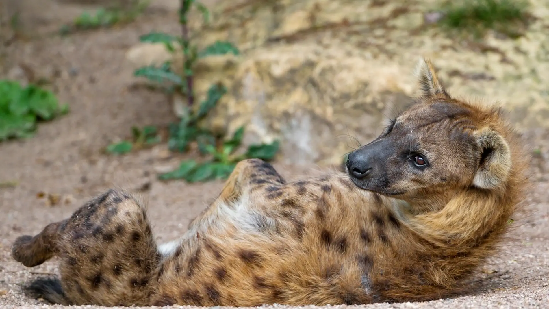 Una hiena moteada, tumbada "a la Bartola"