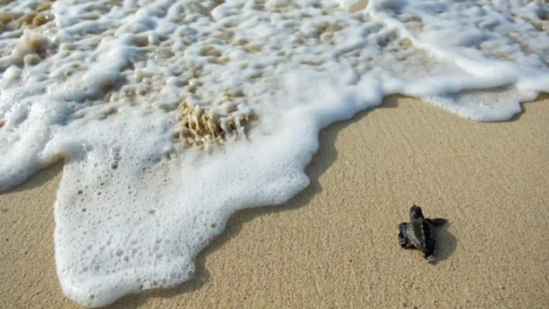 La tortuga boba (Caretta caretta) en una