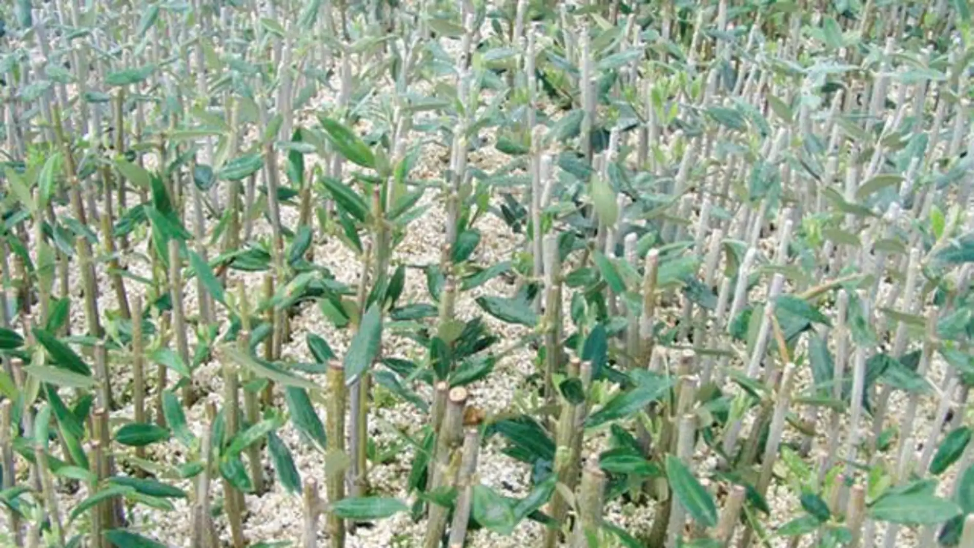 Estaquillas de olivo de la variedad Corn