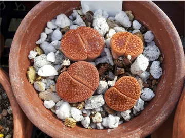 Plantas con forma de piedras Plantas con forma de piedras