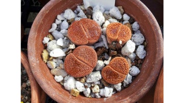 Plantas con forma de piedras