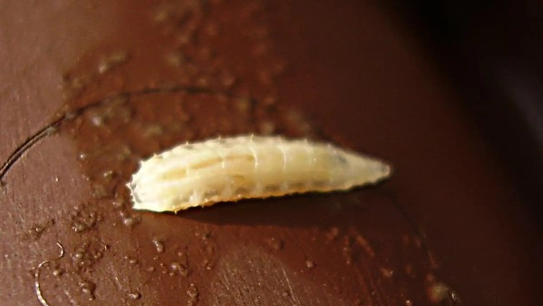 Larva de la mosca de la fruta, Drosophil
