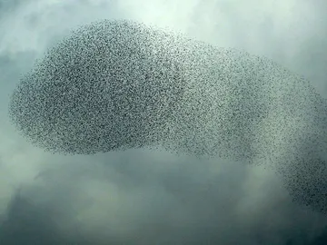 No es el humo negro de 'Lost', es una bandada de estorninos No es el humo negro de 'Lost', es una bandada de estorninos