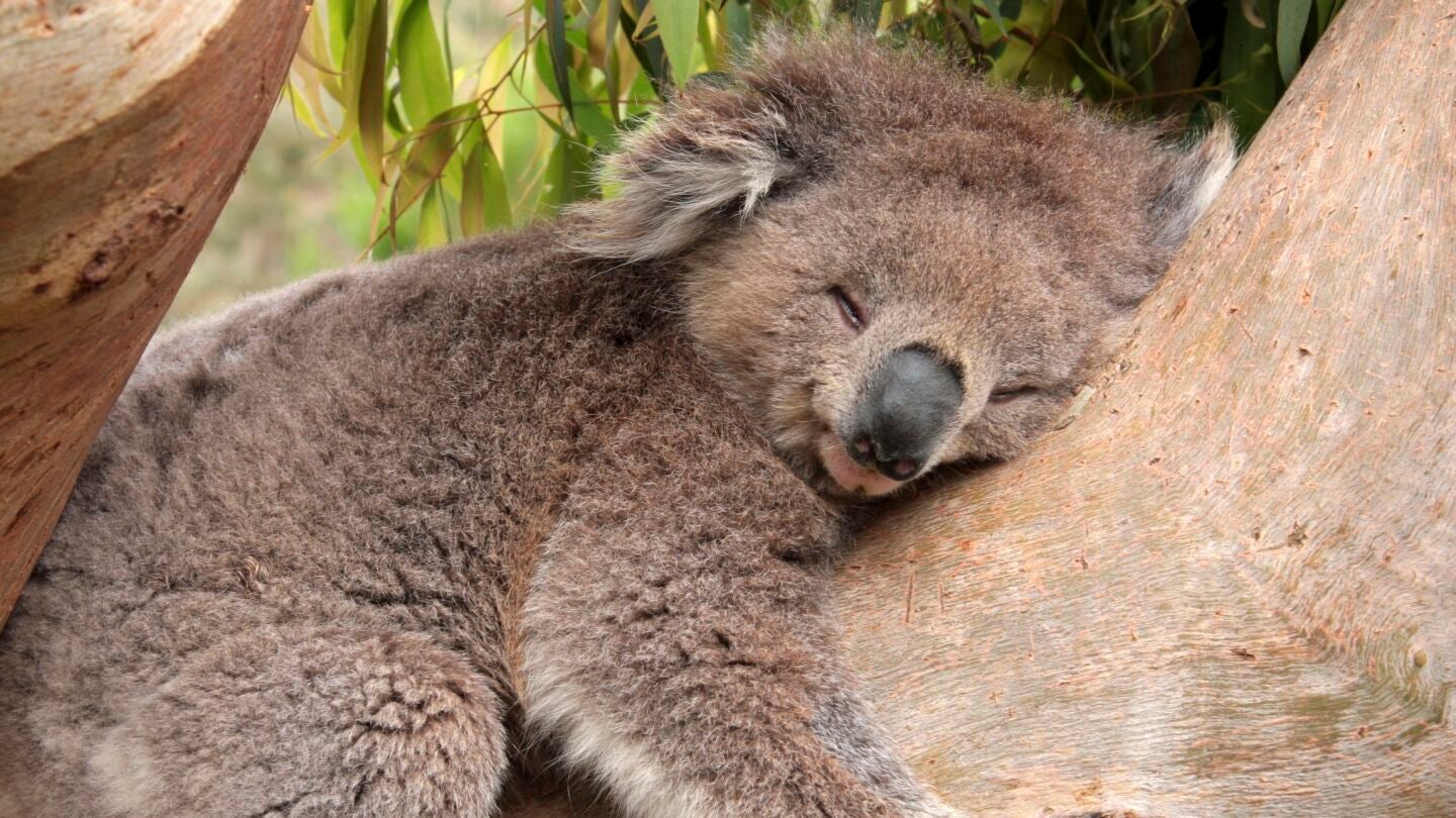 Koala