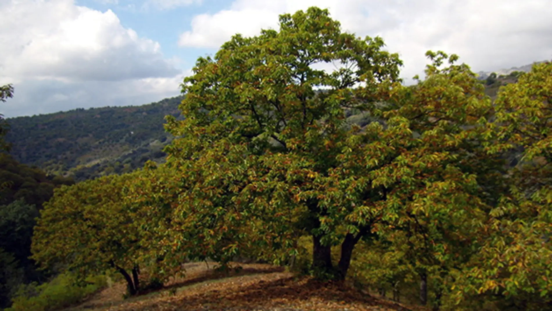 castaño