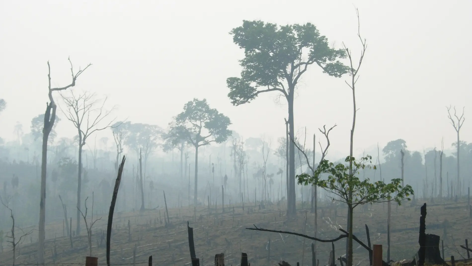 El Bosque Atlántico sólo conserva el 10%