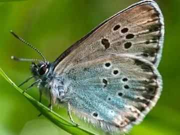 Mariposa hormiguera de lunares Mariposa hormiguera de lunares