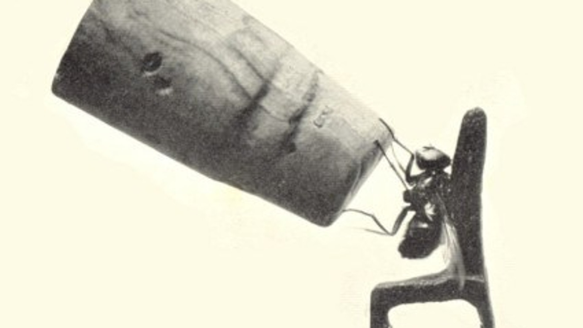 Fragmento de la película 'The Balancing Bluebottle'