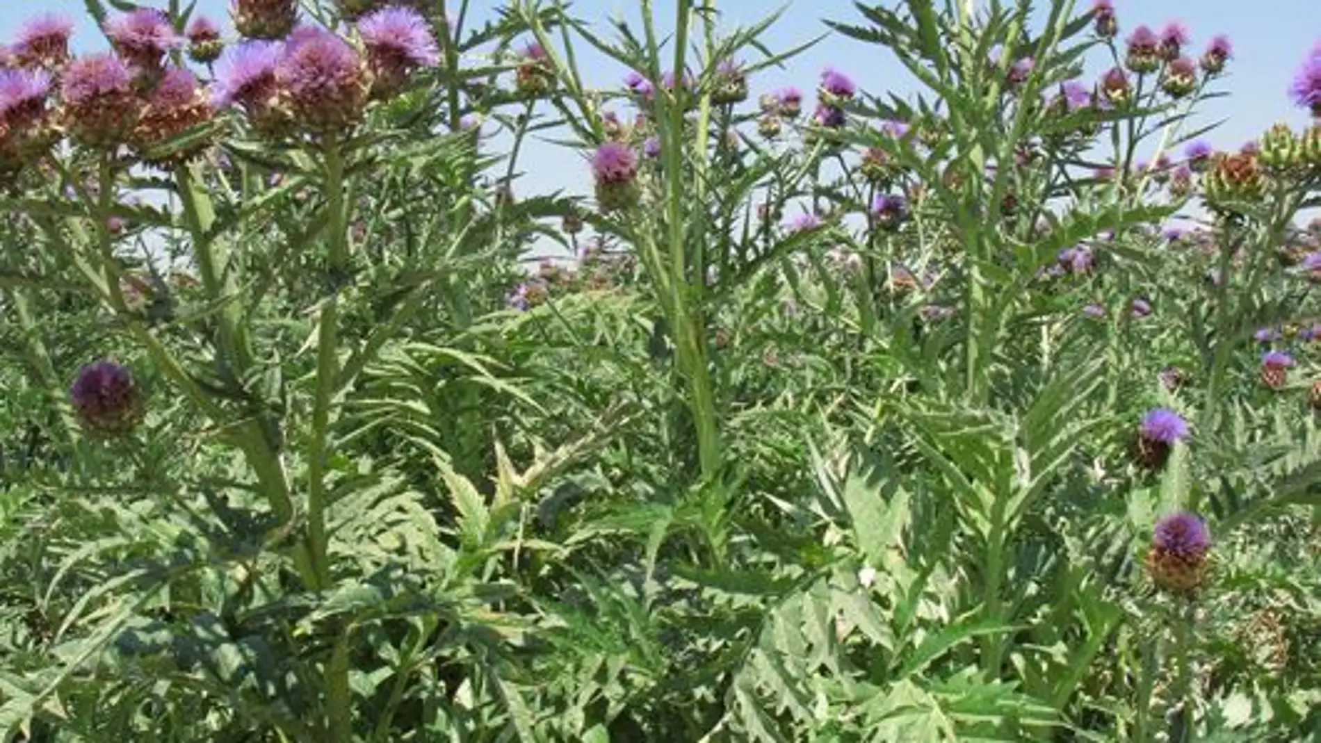 Cultivo de Cynara en el mes de julio. Fu