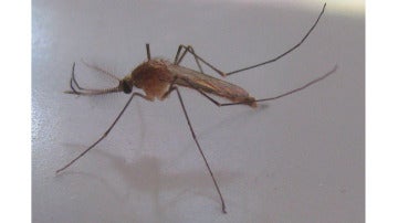 Mosquito picando