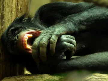 Chimpancé con dientes afilados Chimpancé con dientes afilados