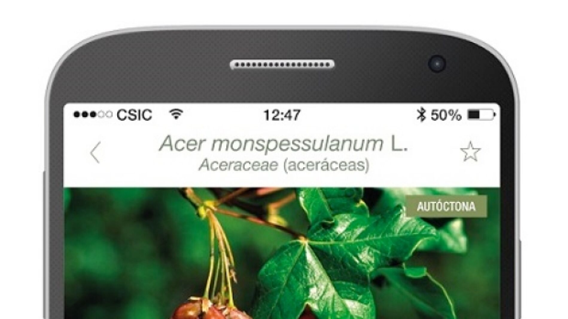 Arbolapp, la app para identificar y conocer todo sobre los árboles