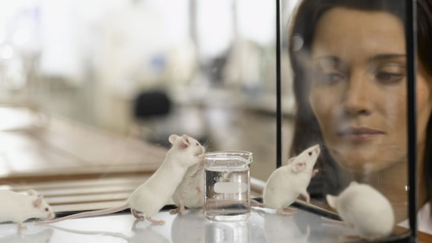 Ratones de laboratorio