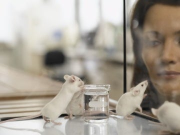 Ratones de laboratorio Ratones de laboratorio