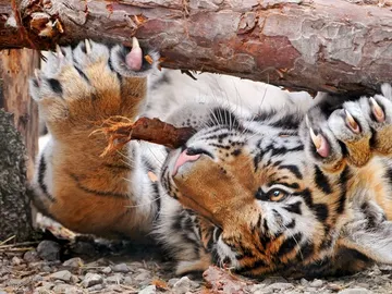 Un ejemplar de un año de tigre siberiano Un ejemplar de un año de tigre siberiano