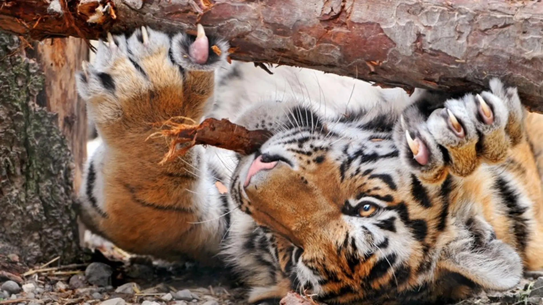 Un ejemplar de un año de tigre siberiano