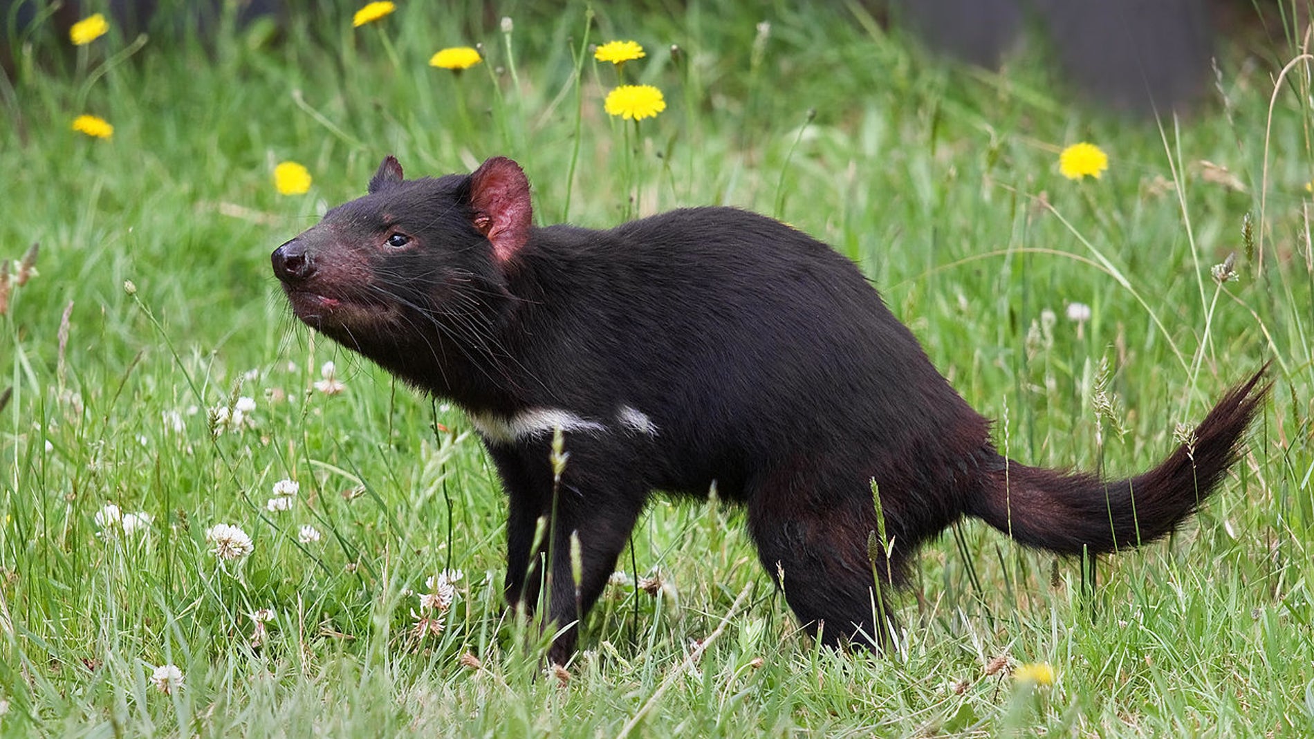 Demonio de Tasmania