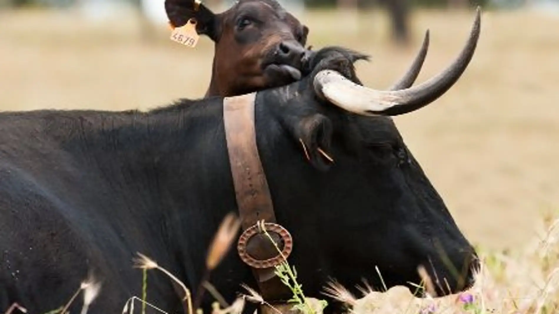 Vaca y ternero de raza Avileña-Negra Ibé