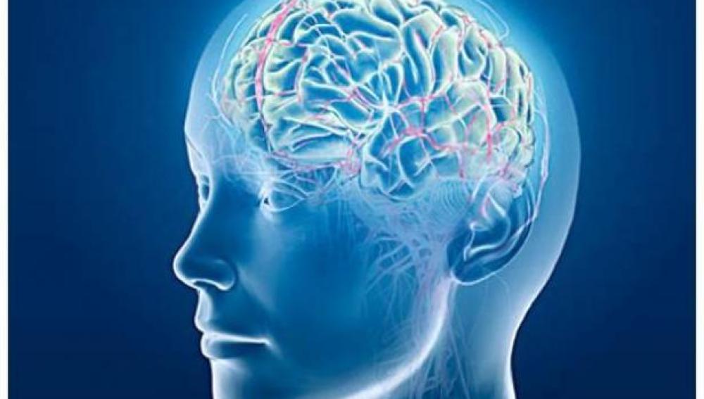 El cerebro, ante las enfermedades mentales