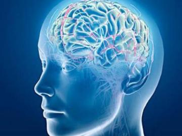 El cerebro, ante las enfermedades mentales El cerebro, ante las enfermedades mentales