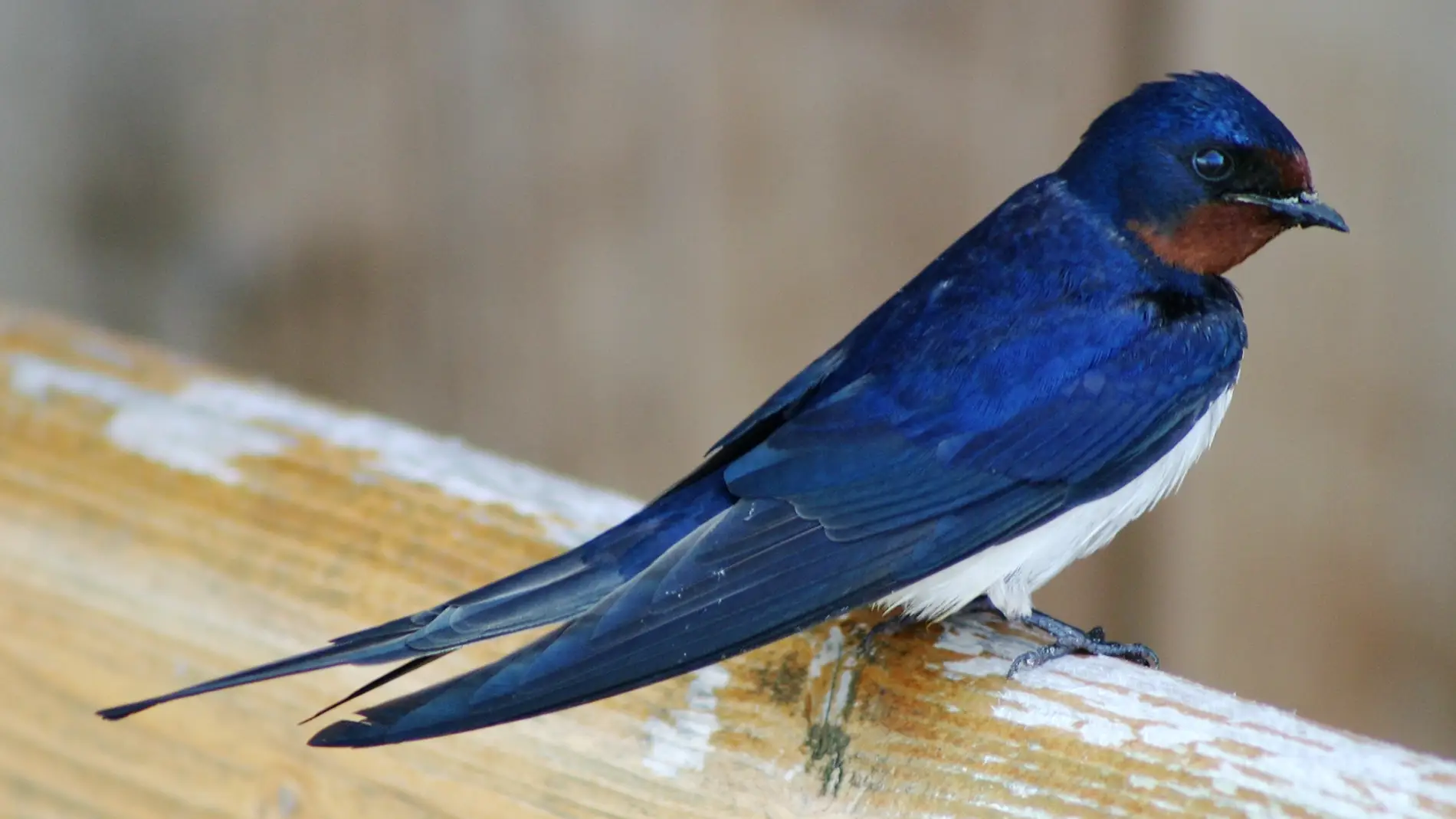 Golondrina