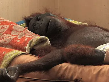 Los últimos días de Green Los últimos días de Green