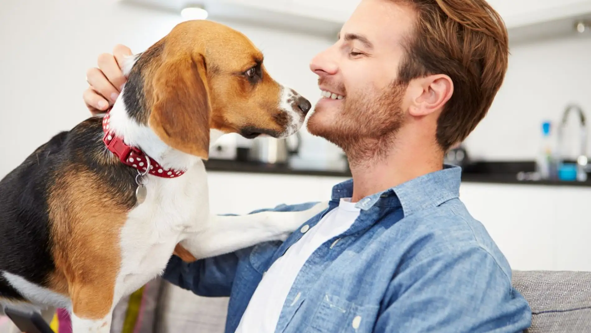 ¿Compartirías tu mascota a medias?