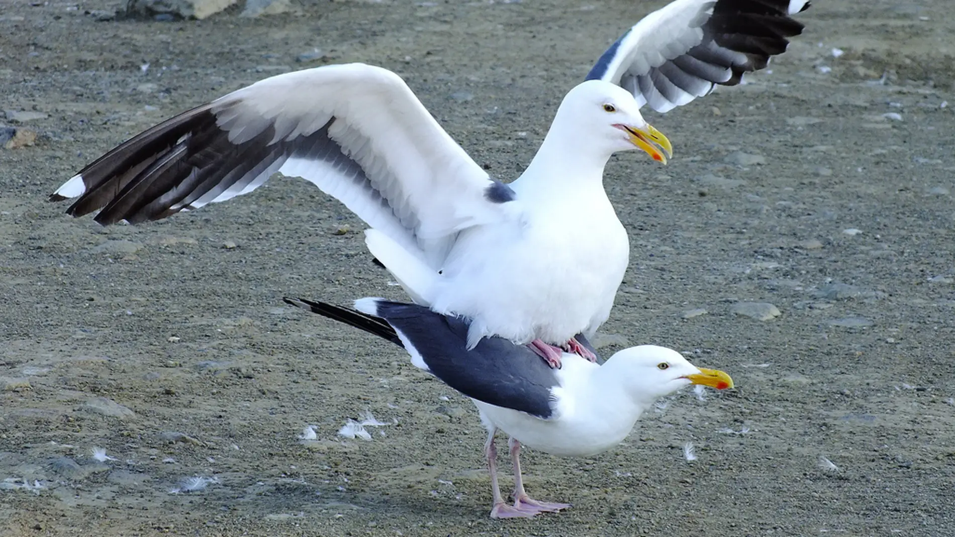 Las aves pueden identificar por el olor