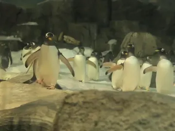 Pingüinos en Faunia Pingüinos en Faunia