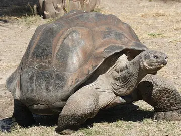 Tortuga gigante de las Galápagos Tortuga gigante de las Galápagos