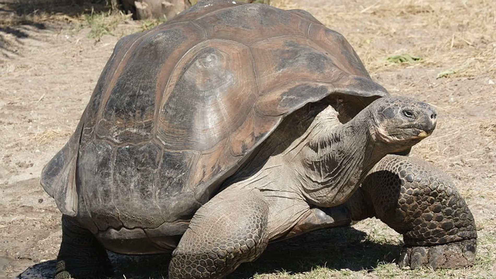 Tortuga gigante de las Galápagos