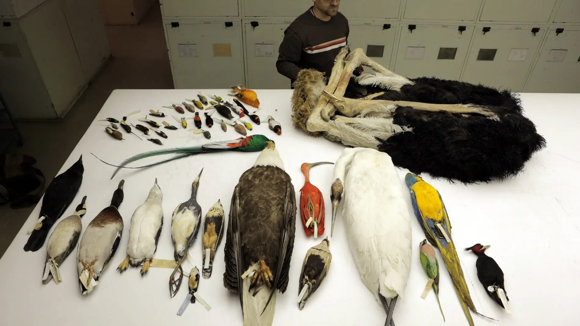 Bandada de aves. / William Murphy