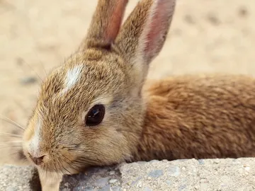 Uno de las docenas de conejos silvestres que habitan en la isla Uno de las docenas de conejos silvestres que habitan en la isla