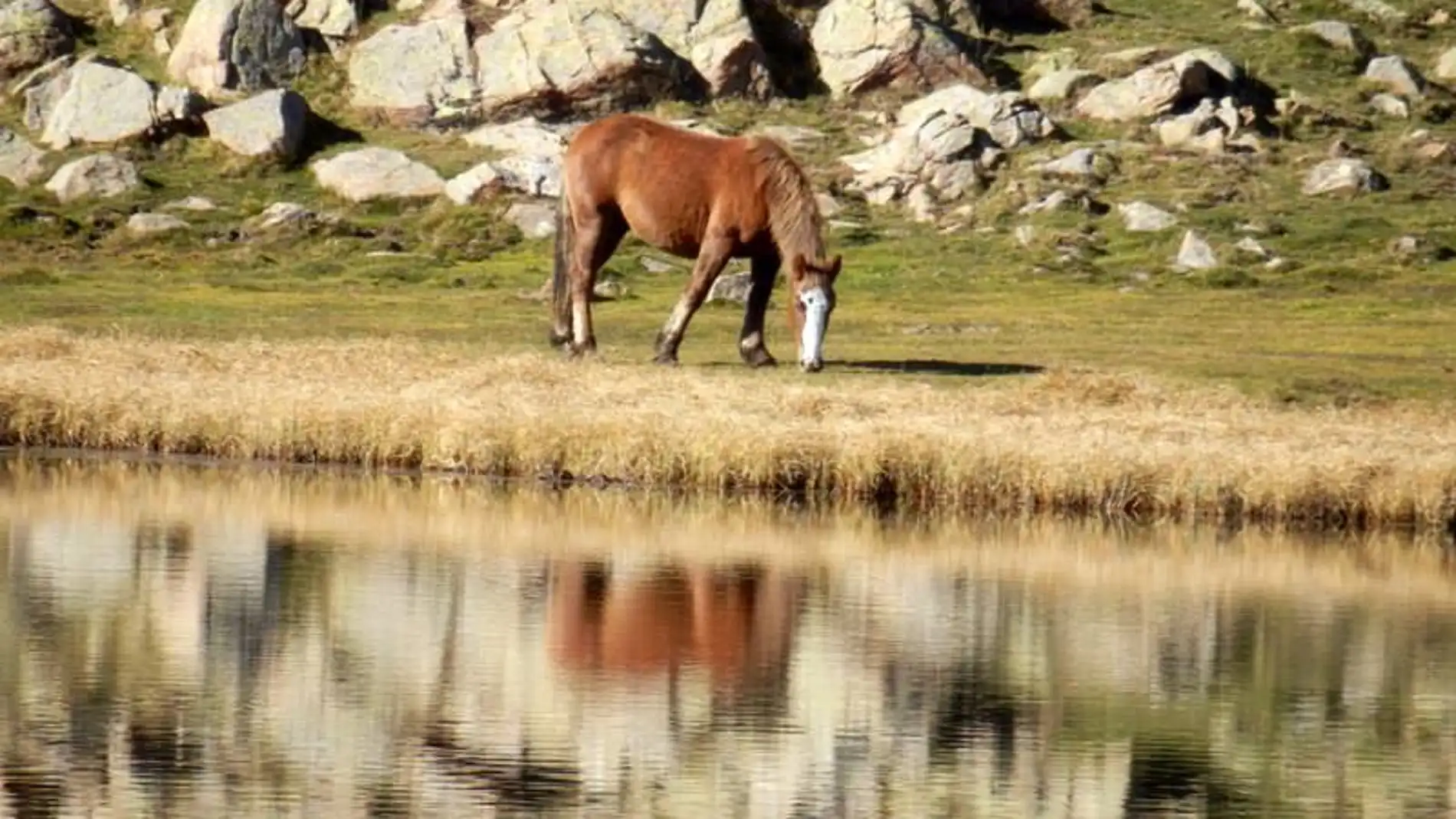Caballo salvaje