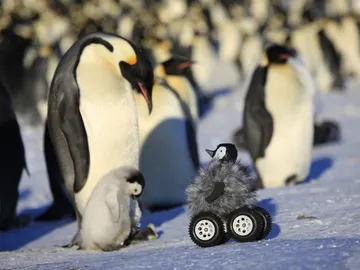 Animales Animales