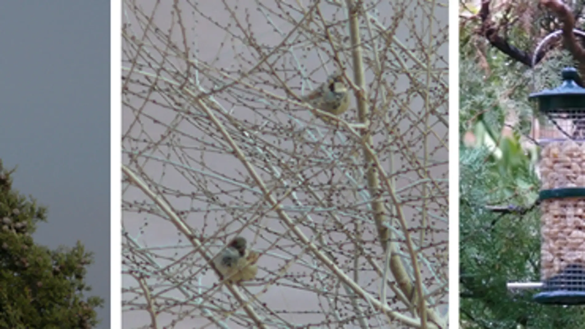 Aves