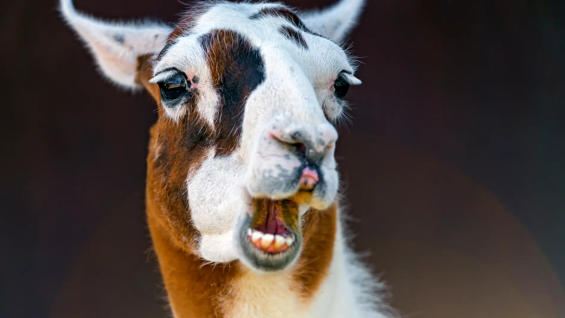 LLAMAS