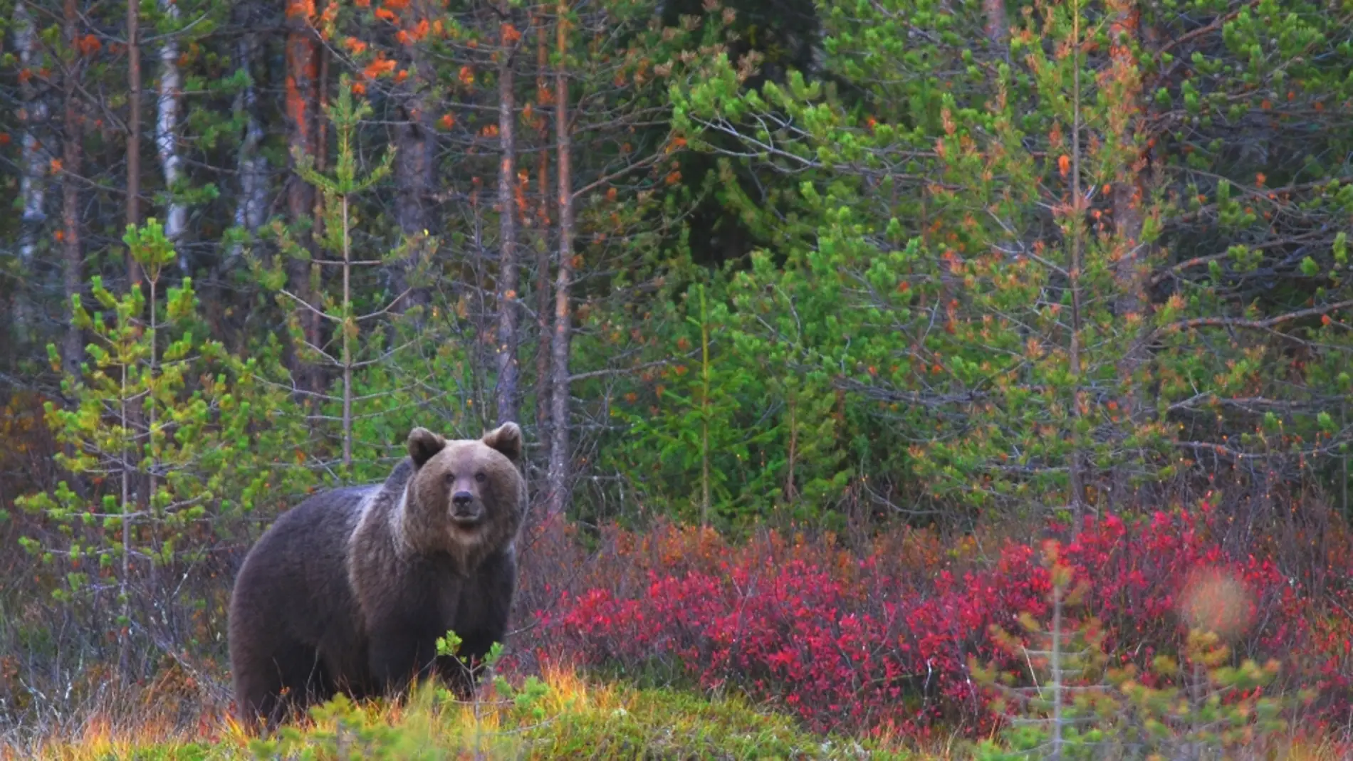 Un oso en un bosque europeo. FOTO: © Vi