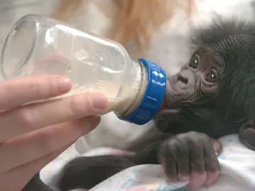 Bebé chimpancé Bebé chimpancé