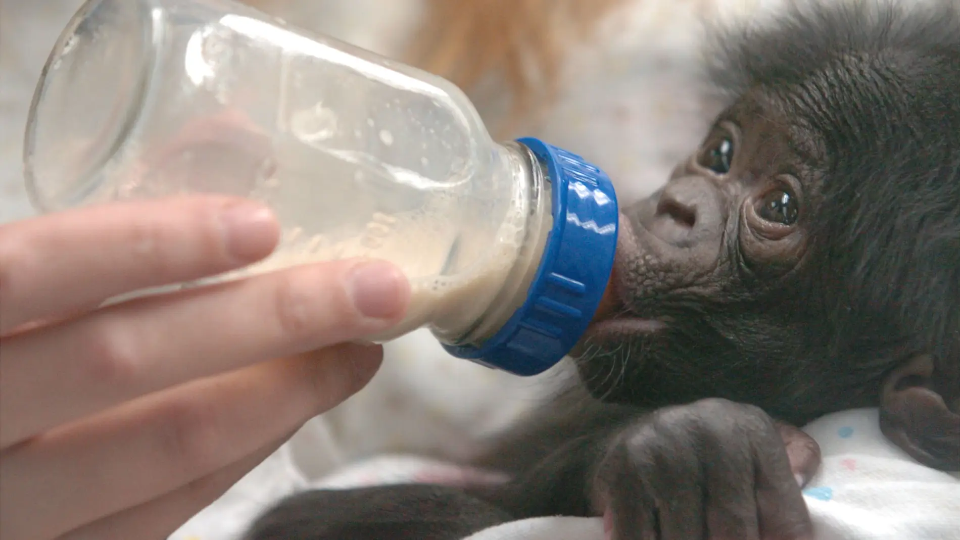 Bebé chimpancé