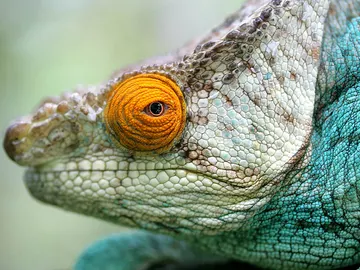 ¿Cuáles son las lenguas más rápidas? ¿Cuáles son las lenguas más rápidas?