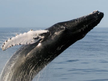 Ballena en un momento del documental