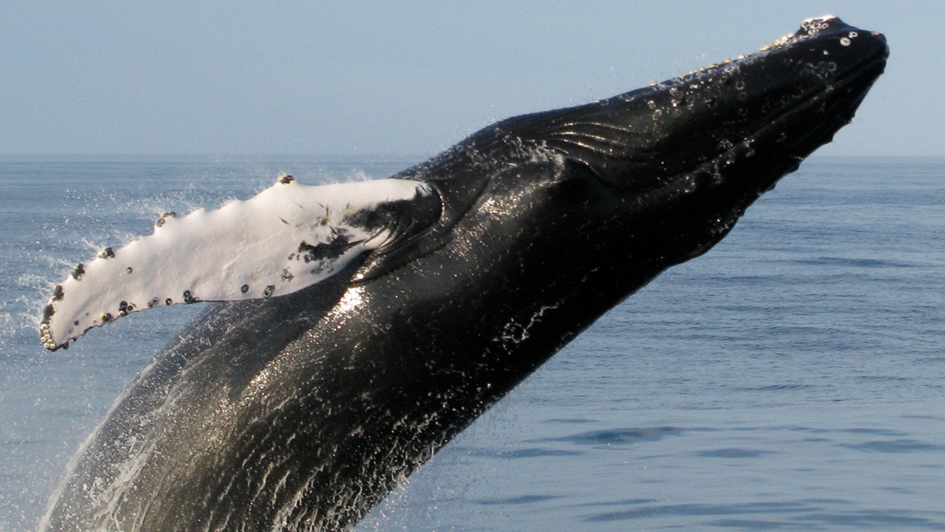 Ballena en un momento del documental