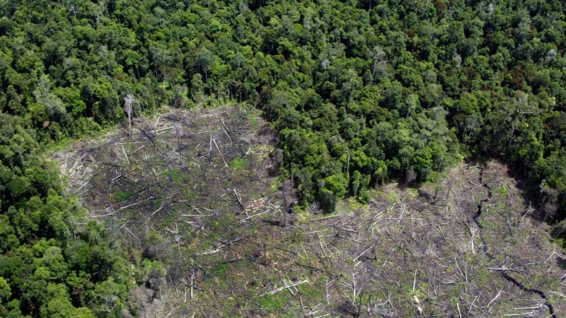 Deforestaci&oacute;n del Amazonas