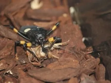 Chinche asesina Chinche asesina