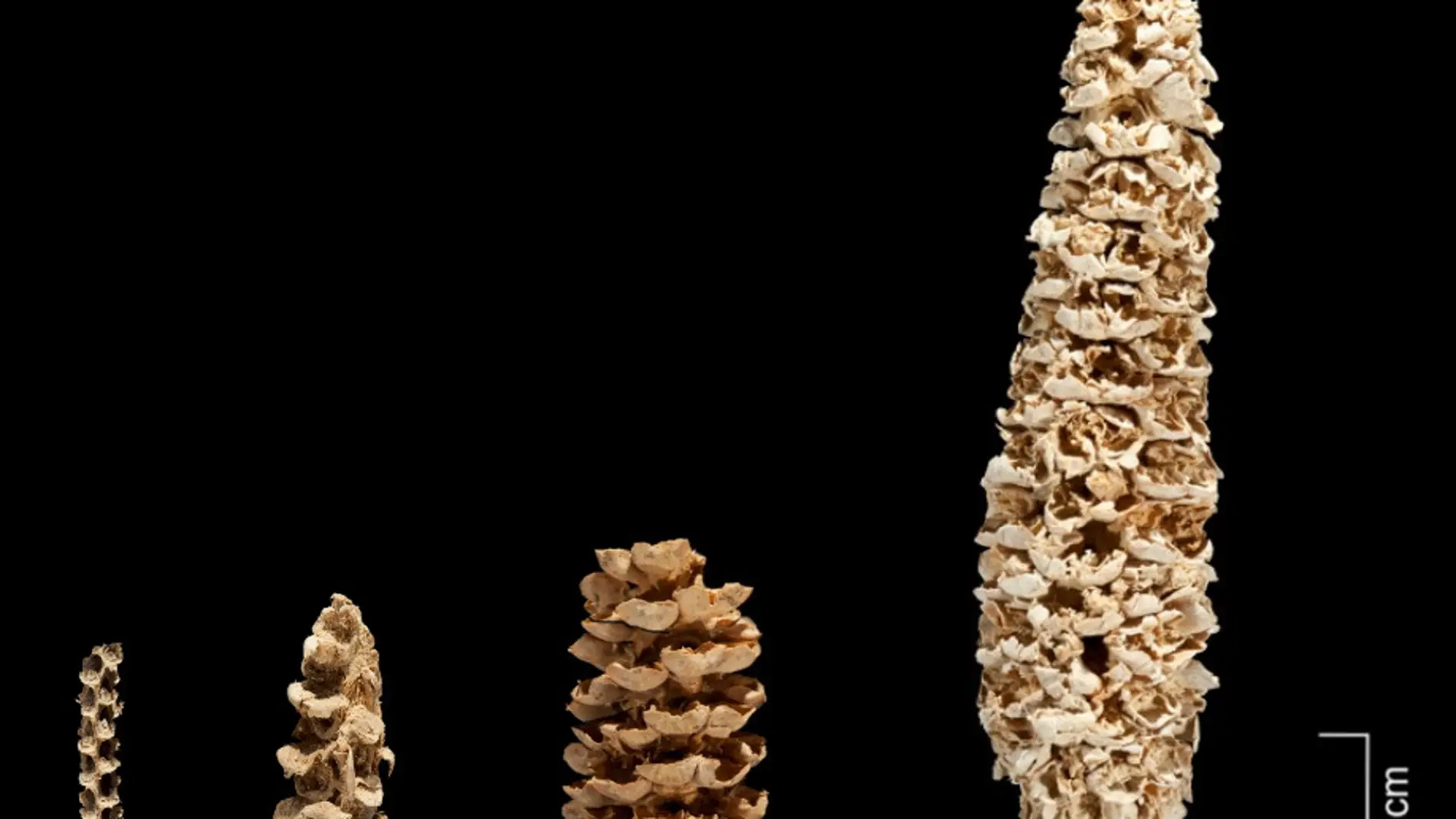 Un trabajo publicado en ‘Nature Plants’