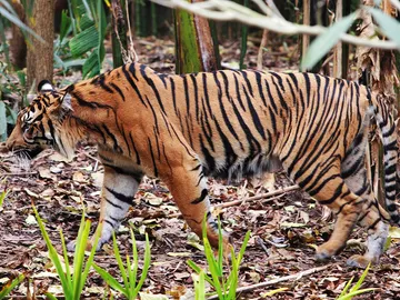 Tigre Tigre
