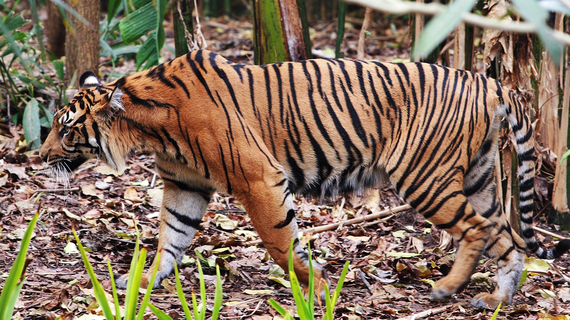 Tigre