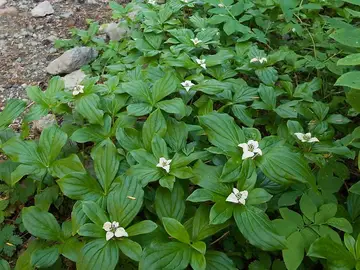 Plantas que crecen rápido Plantas que crecen rápido