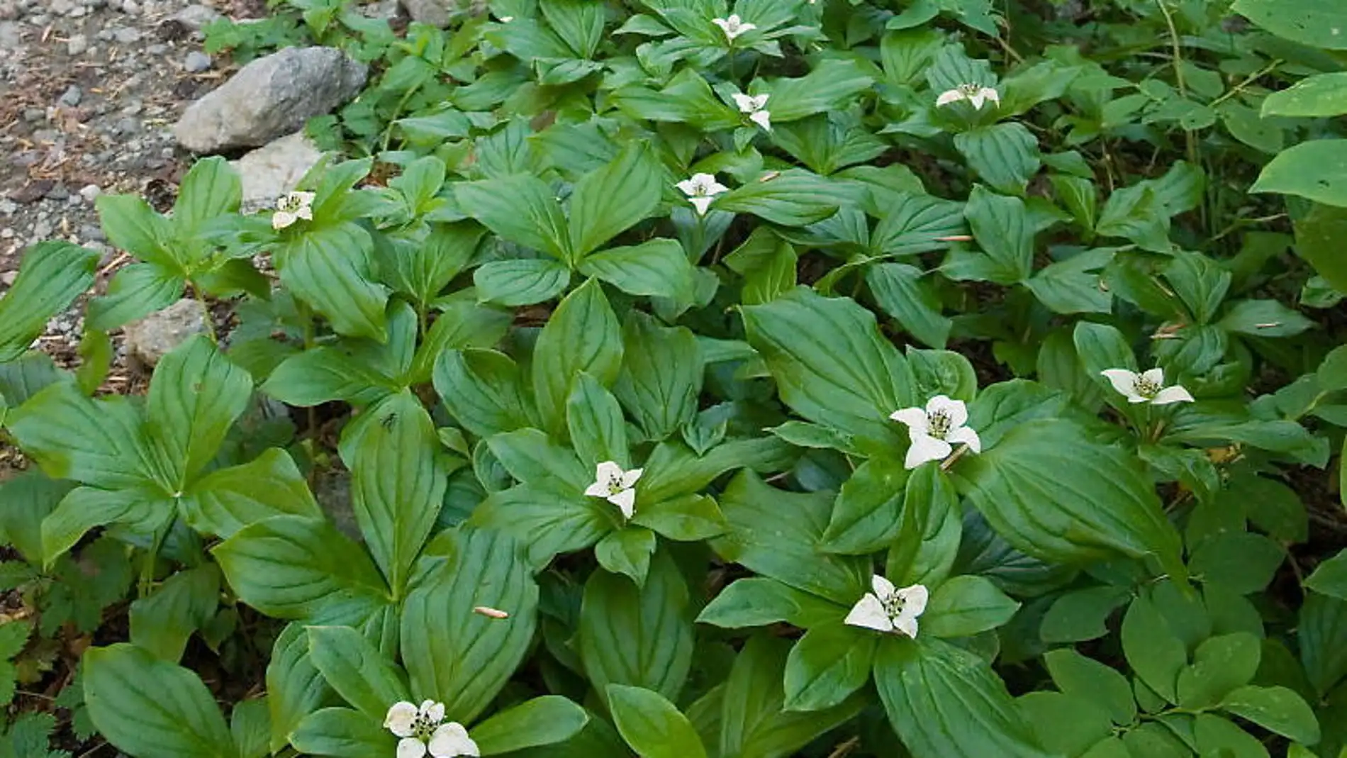 Plantas que crecen rápido